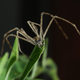 Image for article titled India’s rare faunas are disappearing faster than scientists can discover them
